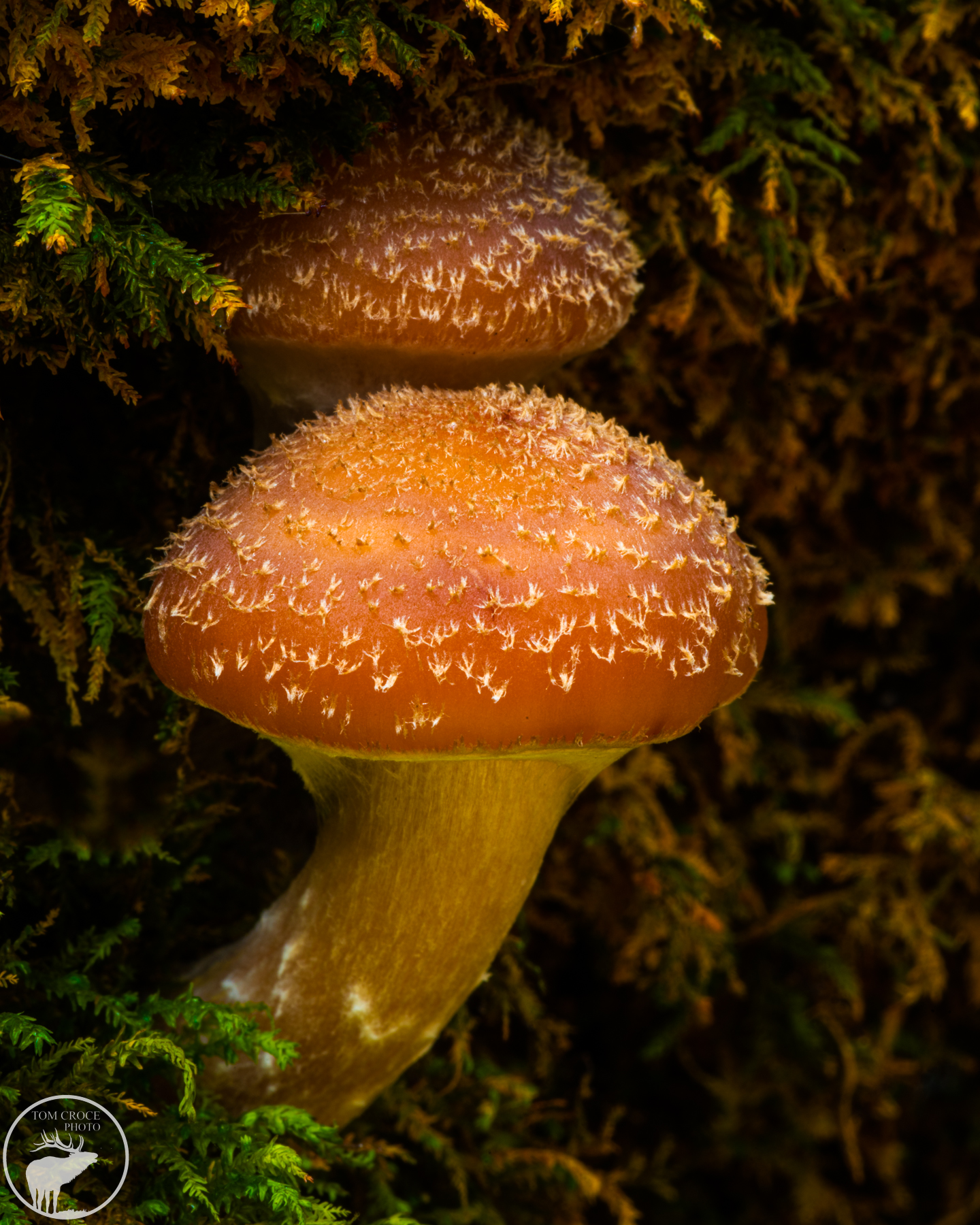 photo of mushrooms